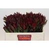 Leucadendron Saf Sunset Dark R.