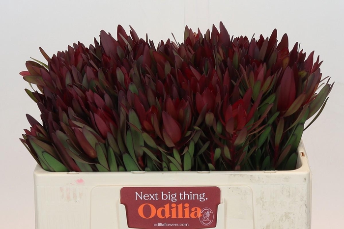 <h4>Leucadendron Saf Sunset Dark Red</h4>