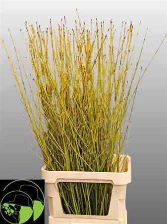 <h4>Cornus S Flaviramea</h4>