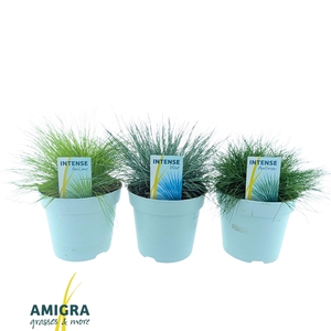 Siergrassen Mix 17cm