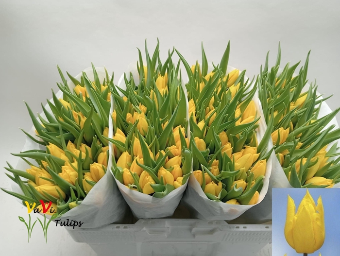 <h4>TU EN YOKOHAMA</h4>