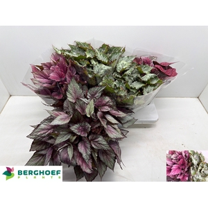BEG BEL GEM
