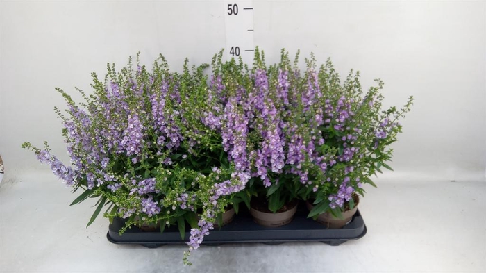 <h4>Angelonia  'Serena Purple'</h4>