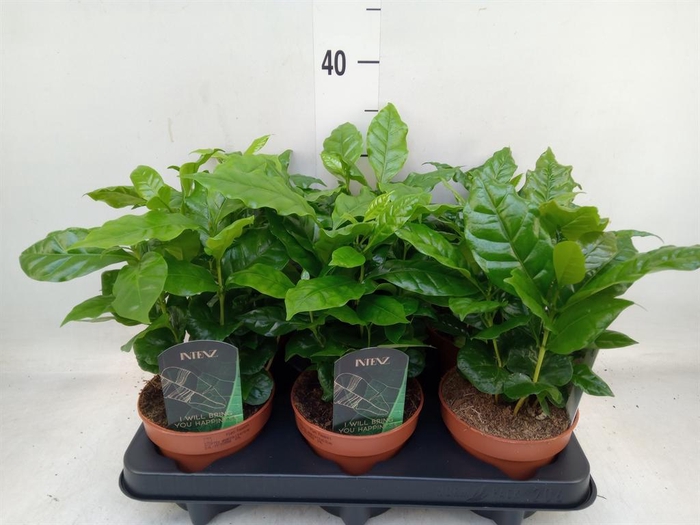 <h4>Coffea arabica</h4>