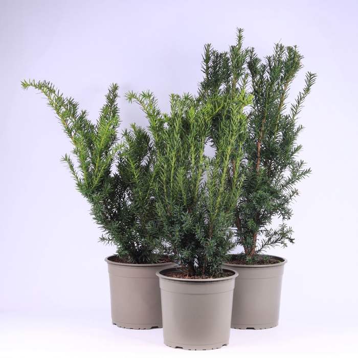 <h4>Taxus overig</h4>