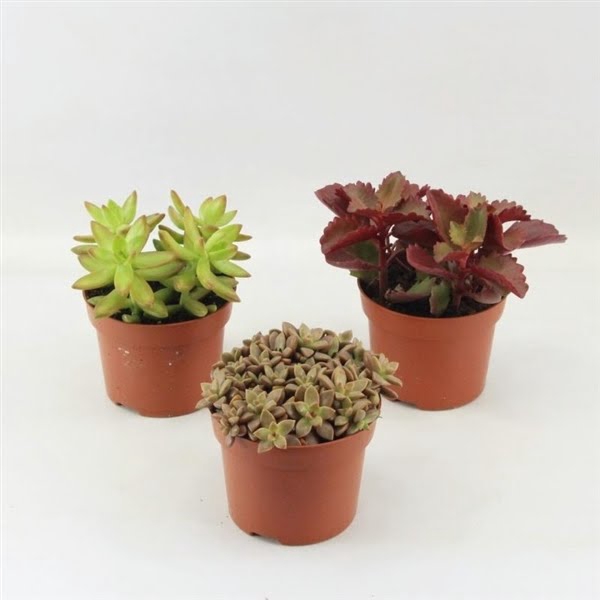 <h4>Succulenten Herfst Mix</h4>