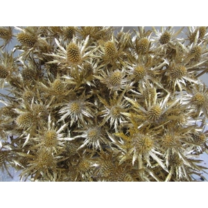 Eryng Orion Antiek / Glit L60