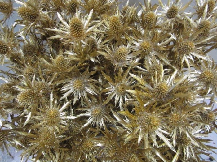 <h4>Eryng Orion Antiek / Glit L60</h4>