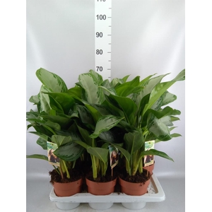 Aglaonema GB 'Silver Bay'