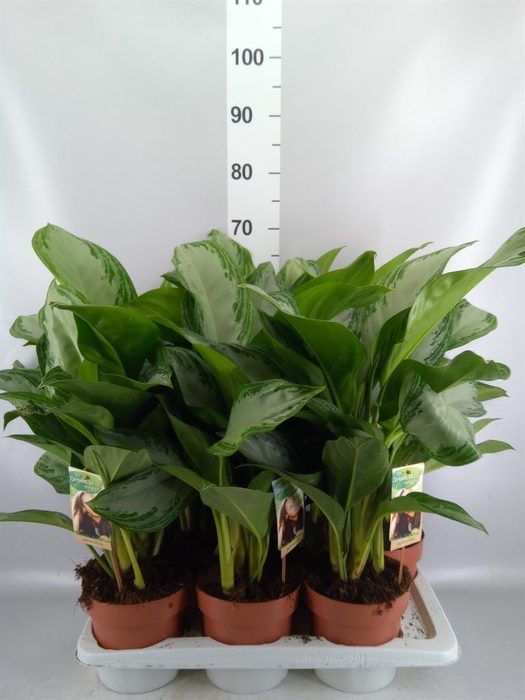 <h4>Aglaonema GB 'Silver Bay'</h4>