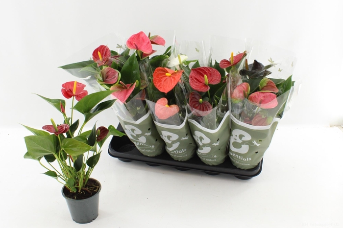 <h4>ANTHU AN GEM 4 KL</h4>