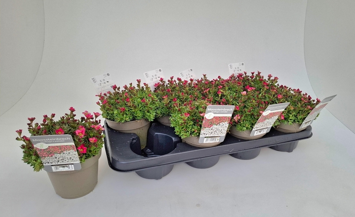 <h4>SAXIF ARENDSII</h4>