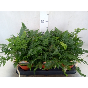 Humata tyermannii