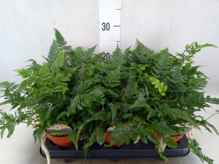 <h4>Humata tyermannii</h4>
