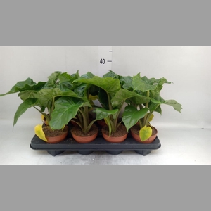 Alocasia  'Low Rider'