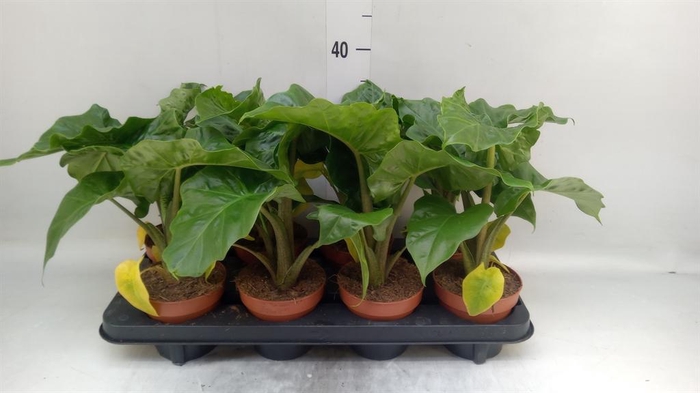 <h4>Alocasia  'Low Rider'</h4>
