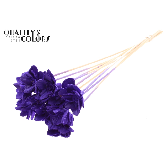 <h4>Shola Queen Flower on stem Purple</h4>