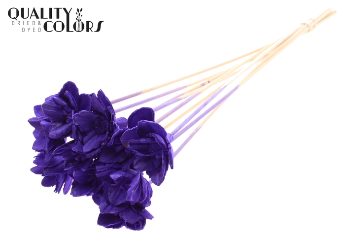 Shola Queen Flower on stem Purple