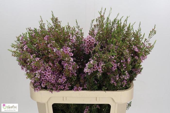 <h4>CHAME UN KERRYN</h4>