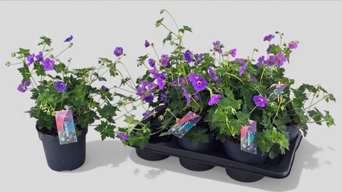 <h4>Geranium "Storkenæb"</h4>