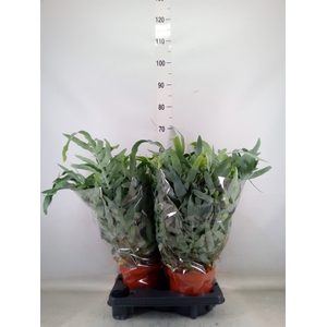 Phlebodium aureum 'Blue Star'