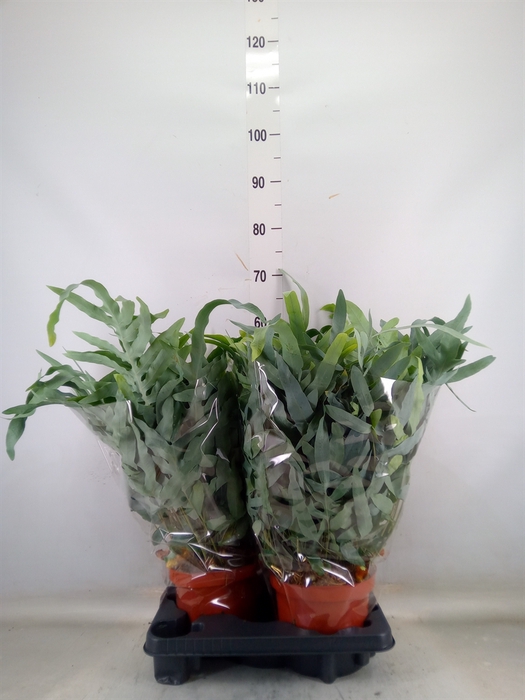 <h4>Phlebodium aureum 'Blue Star'</h4>