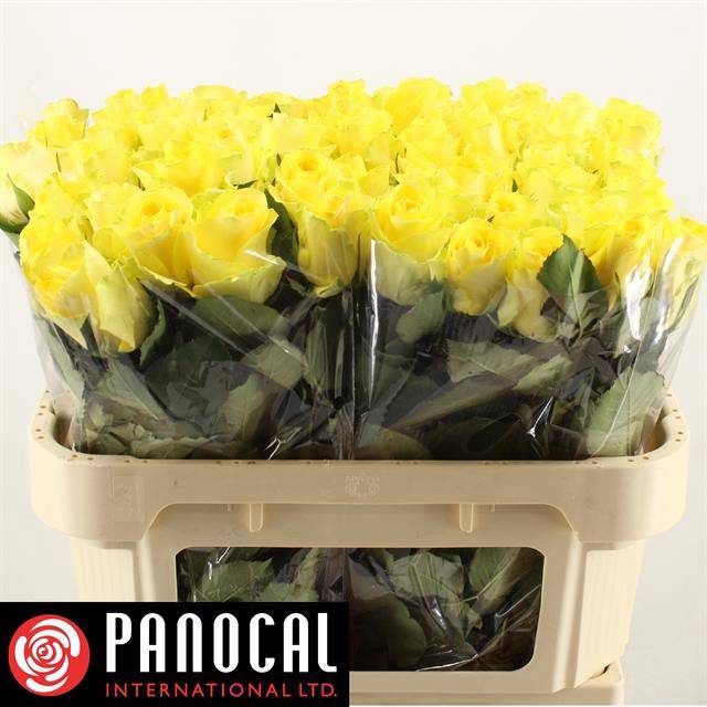 <h4>R GR MINION ROSE</h4>
