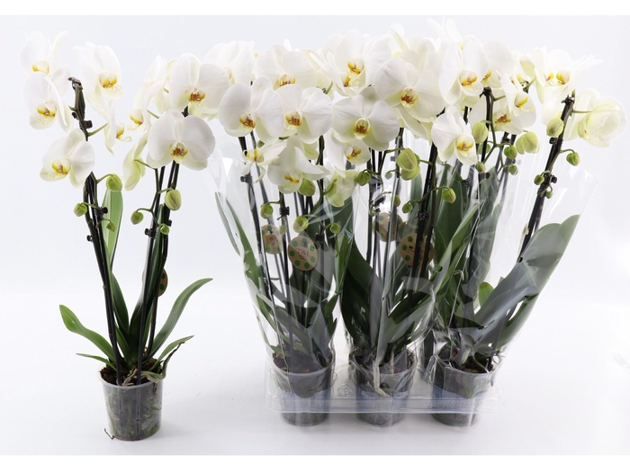 <h4>PHAL EL CASCADE</h4>