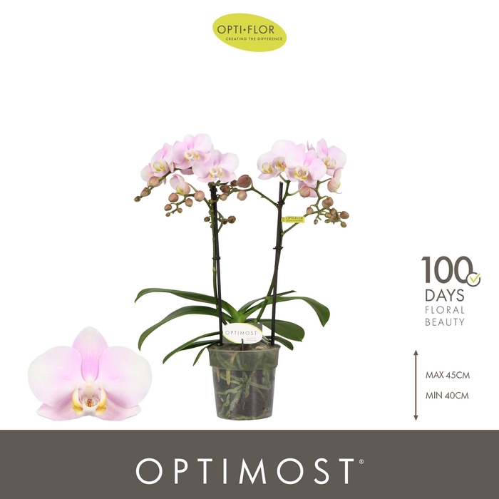 <h4>Optimost Angel Eyes 2 spike</h4>