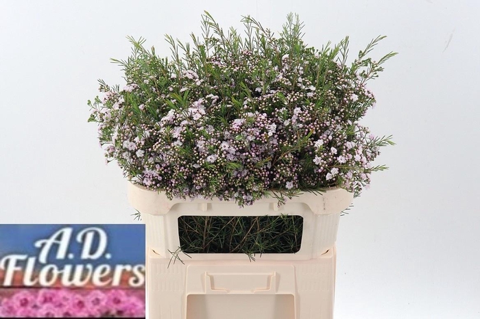 <h4>Chamelaucium Dancing Queen</h4>