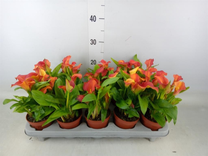 <h4>Zantedeschia  'Captain Serano'</h4>