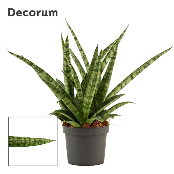 <h4>Sansevieria Silver steel 9 cm (Decorum)</h4>