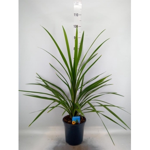 Cordyline indivisa 'Peko'