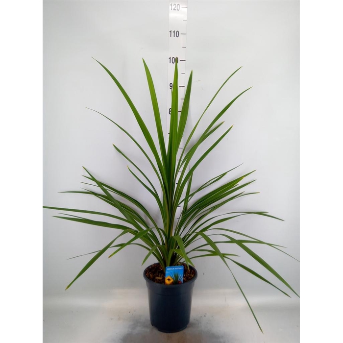 <h4>Cordyline indivisa 'Peko'</h4>