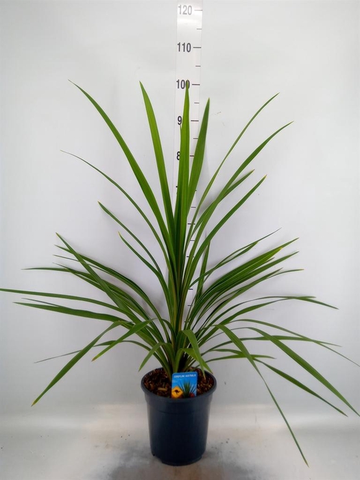 <h4>Cordyline indivisa 'Peko'</h4>