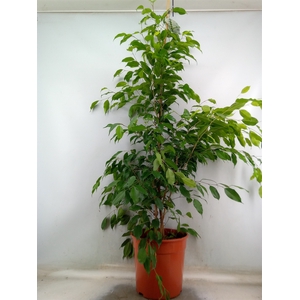 Ficus benja. 'Exotica'
