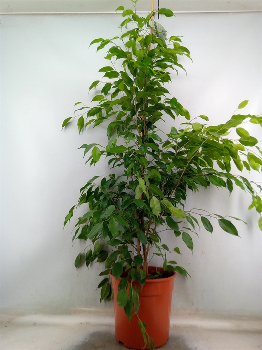 <h4>Ficus benja. 'Exotica'</h4>