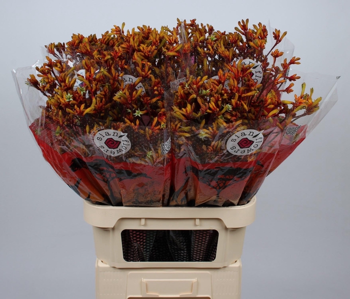 <h4>ANIGOZ GOLD FEVER</h4>