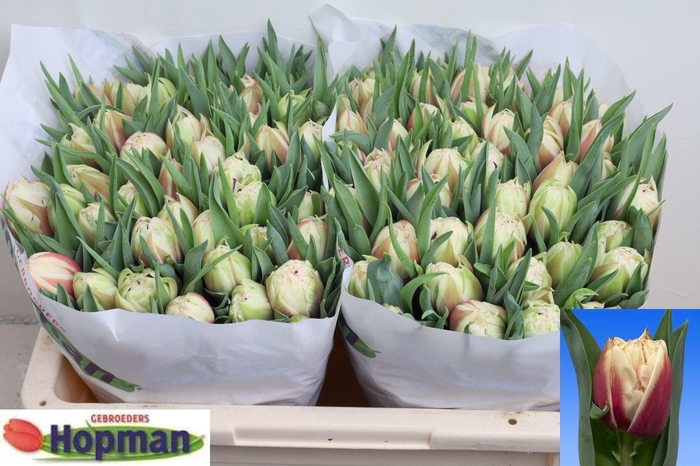 <h4>TU DU VERMONT</h4>