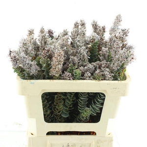 Kaaps Paranomous Flowering