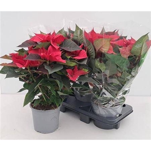 Euphor P Christ Time