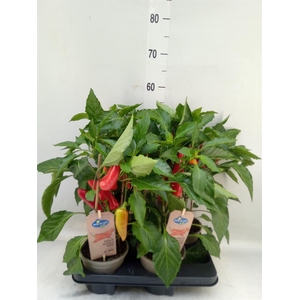 Capsicum annuum   ...peper