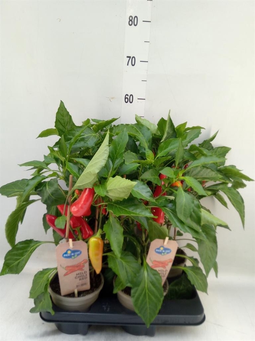 <h4>Capsicum annuum   ...peper</h4>