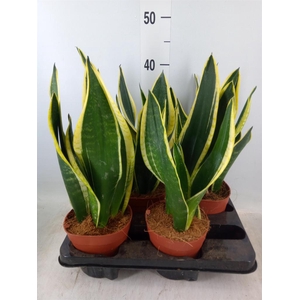 Sansevieria trifa.   ...