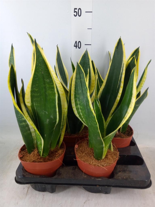 <h4>Sansevieria trifa.   ...</h4>