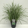 Carex morrowii Ice Dance
