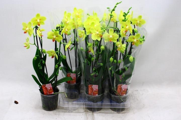 <h4>PHAL EL CASCADE</h4>