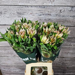 Alstr Astronova Thabit