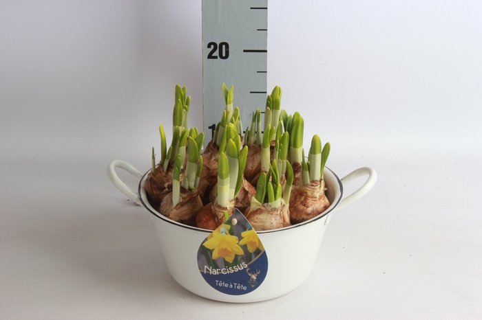 <h4>ARR N TETE A TETE</h4>