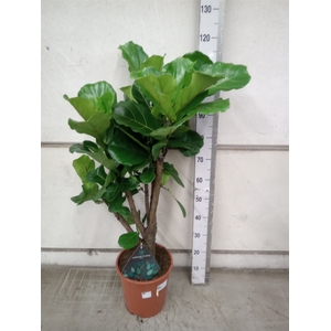 Ficus lyrata